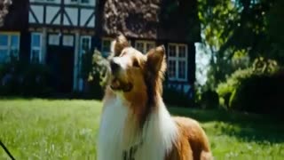 فیلم لاسی بیا خونه Lassie Come Home 2020