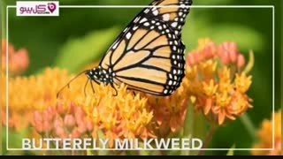 10 گل فوق العاده که نگهداری آسانی دارند.