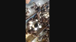 جوجه بوقلمون برنز