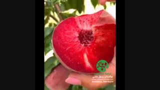 پیش فروش بهترین ارقام نهال هلو و شلیل