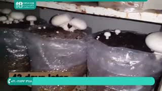 اصول پرورش قارچ دکمه ای در منزل