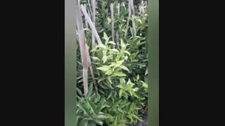 نهالستان و گلخانه فروزانی (نهال نارنگی پیوندی یافا)