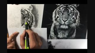 طراحی حیوانات تکنیک کنته وزغال قسمت چهارم.افروزسعیدیان