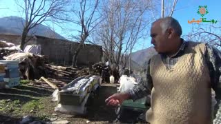 زندگی اسرار آمیز زنبور عسل