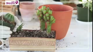 ویدیو کامل درست کردن دیش گاردن با کاکتوس و ساکولنت