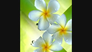 استوری تولد امام صادق علیه السلام