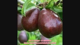 نهالستان سالوسی