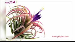 تیلاندسیا : گیاهی عجیب و بدون نیاز به خاک
