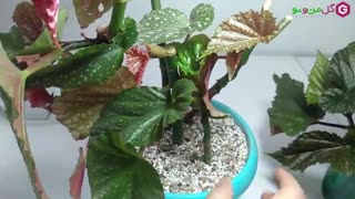 چطور بگونیا خالدار رو تکثیر کنم؟ سایت گل من و تو