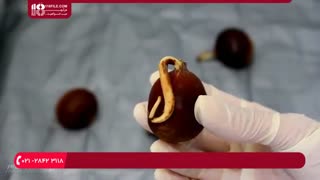 نحوه کاشت و نگهداری از  گیاهان مختلف آپارتمانی