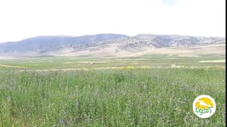 عسل تک گل وجود نداره!