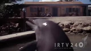 Flipper-77