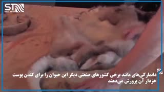 جهش کرونا در بدن راسو و وحشتی که به راه انداخته!