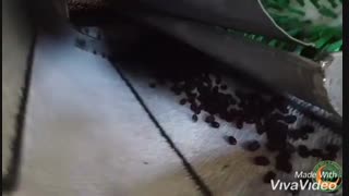 دستگاه شستشو خرما و سورتینگ
