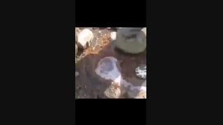 سه پدیده ناب در روسیه