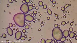 Prepare slides of starch grains