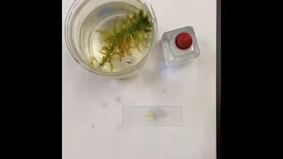 How to prepare elodea leaf slide