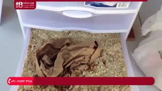 پرورش میل ورم _  نحوه جداسازی در هر مرحله رشد میل ورم