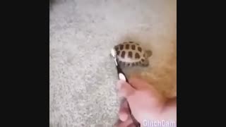 ماشاالله