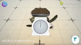 عجیب‌ترین چیزهایی که داخل شکم حیوانات پیدا شدند!