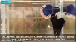 آشنایی با روش های درمان بیماری ماهی های آکواریومی !