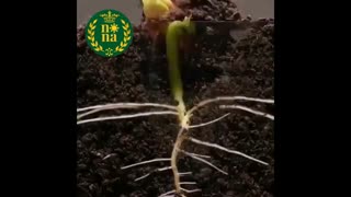 جوانه زنی گیاهان