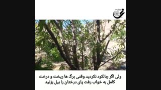 کرم سفید ریشه
