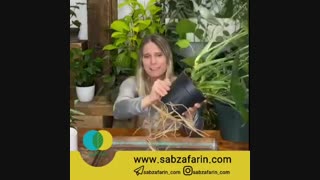 روش خلاقانه تعویض گلدان