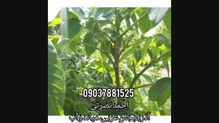 نهالستان راهنوردی