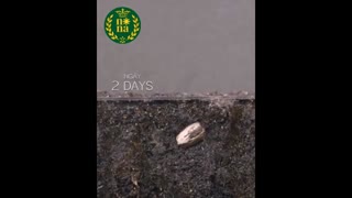 مراحل جوانه زنی گیاهان