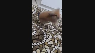 بازم خرگوش خل من