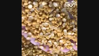 خرید عمده لپه از آذرشهر