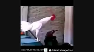 عاقبت تقلید از مایکل جکسون/:XD