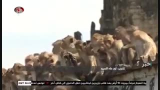 حمله میمون ها