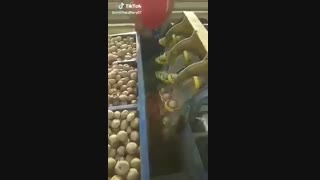 موزع پیاله ای سیب زمینی