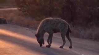 دوبله خنده دار راز بقا