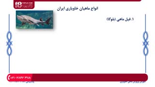 آموزش پرورش  ماهی خاویار و انواع آن و شرایط پرورش آنها