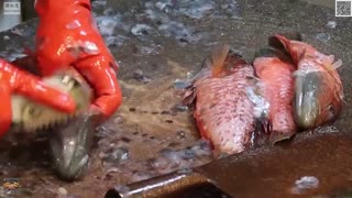 زمردماهی گونهمخطط (Cheeklined wrasse) در بازار