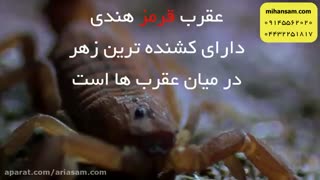 عقرب ها، بندپایانی با ویژگی های منحصر به فرد | سم عقرب کش خارجی