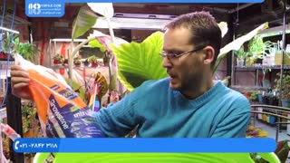 آموزش تعویض خاک و گلدان گیاه برگ نیزه ای در آپارتمان