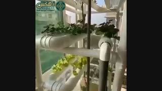 کشت هیدروپونیک