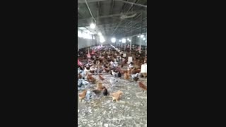 جوجه مرغ 2 ماهه بومی