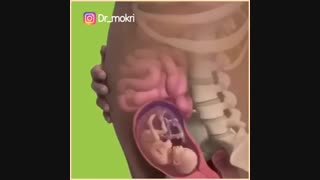 انیمیشنی درباره مراحل تشکیل جنین