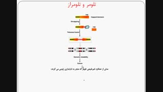 جلسه سیزدهم