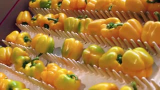 مراحل برداشت، سورتینگ و بسته بندی گوجه فرنگی و فلفل دلمه ای آتاویتا