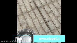 غذای خشک سگ بالغ پی پر پت