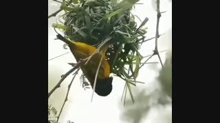 ببنید این پرنده چه خلاقانه خونه میسازه!