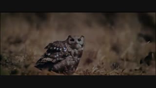 زمین در شب 1