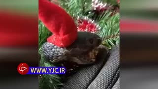 جشن کریسمس به سبک مار گرسنه!!!!!