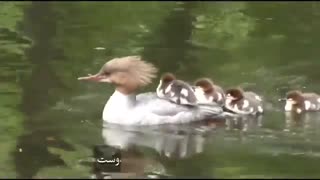 بمب خنده